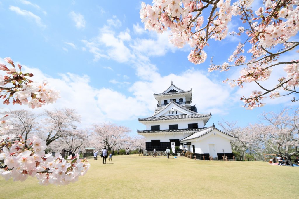 館山城と桜が織りなす絶景のフォトスポット