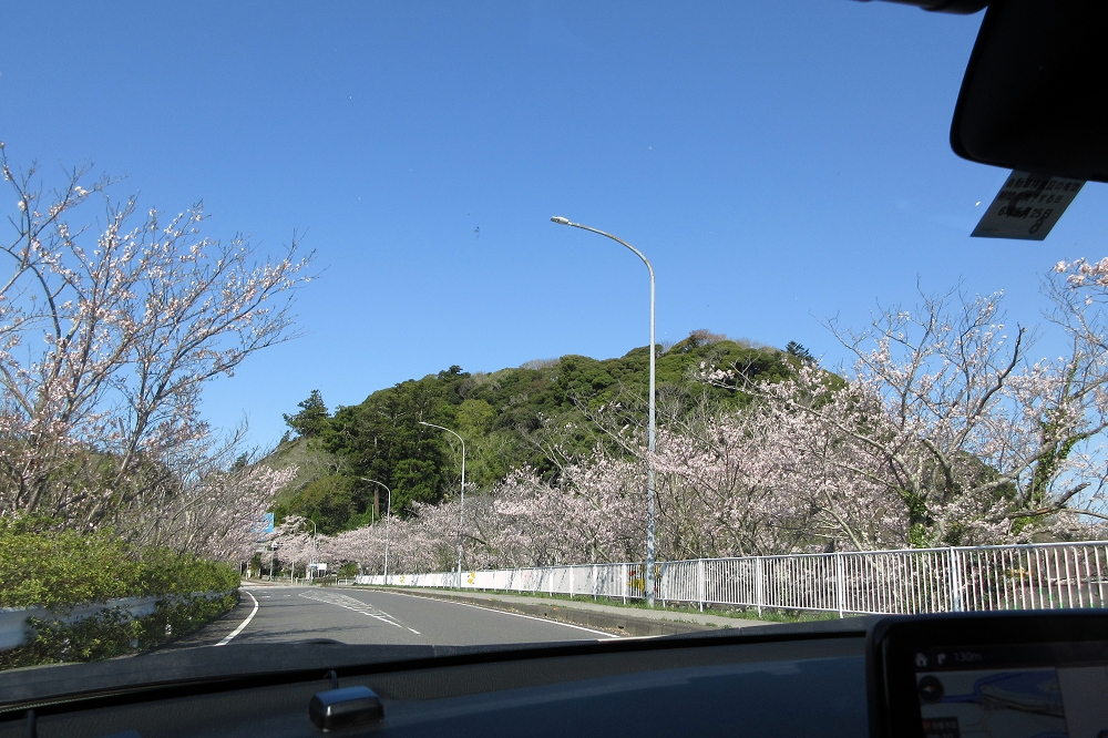 取材時は多くの場所で桜が咲き誇っていた。桜の季節に訪れるのもおすすめ