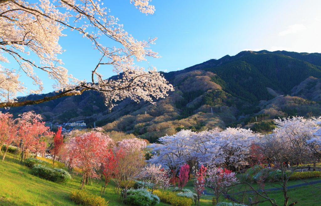 園内が桜色に染まり、幻想的な風景が広がる