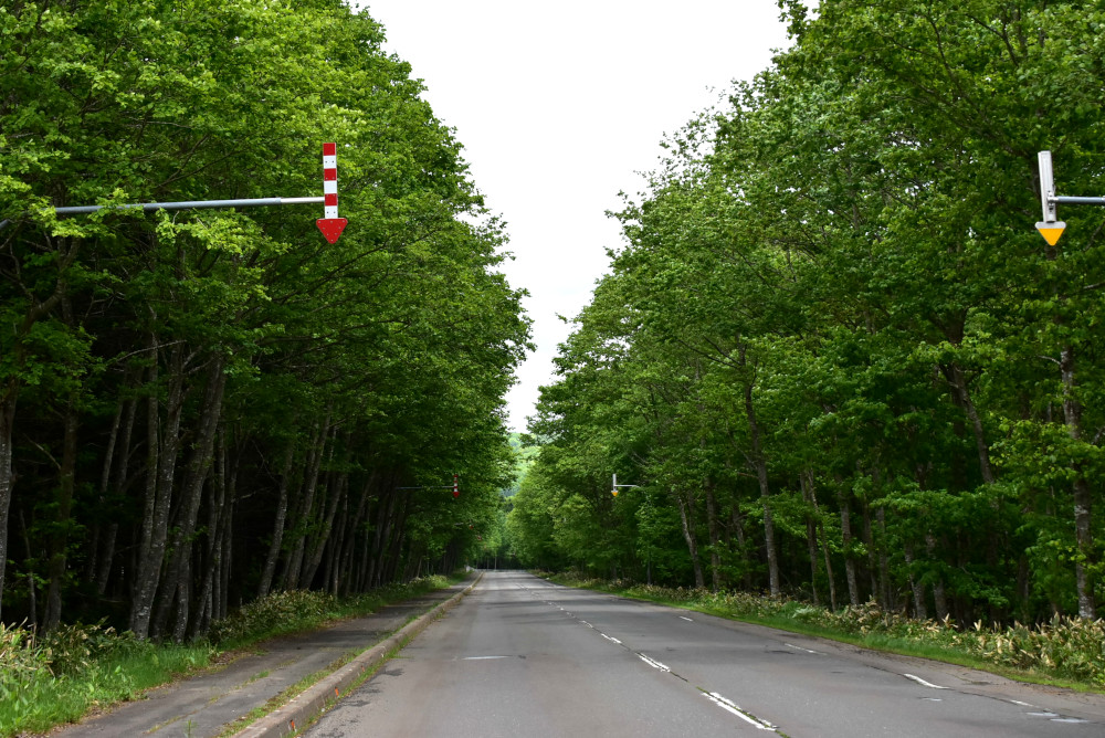 道路の両サイドから覆いかぶさるような緑の木々