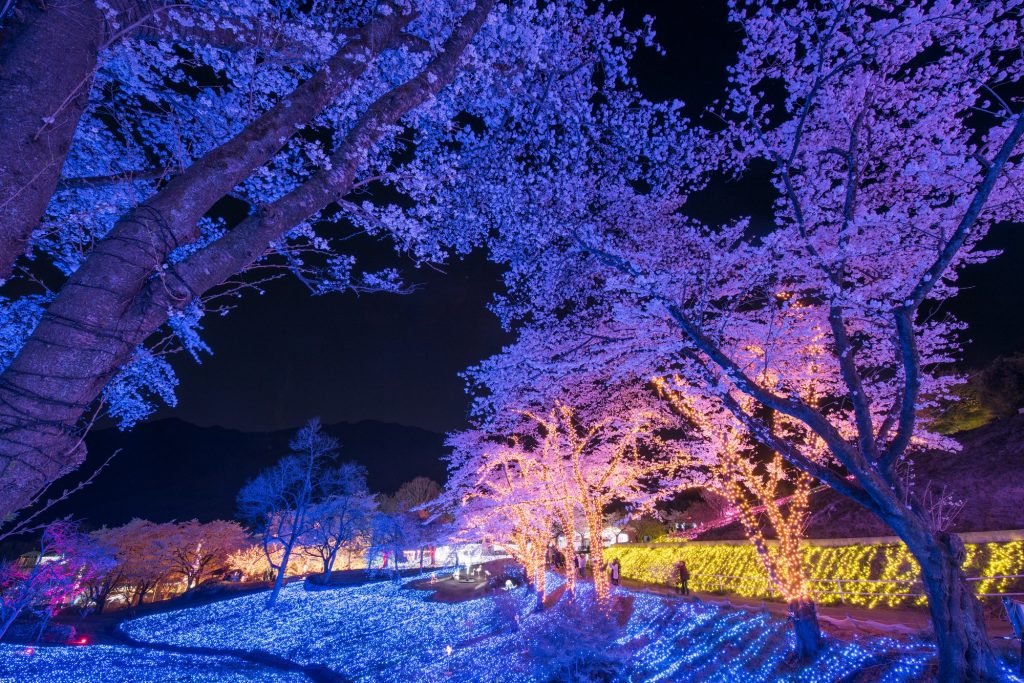 ライトアップされた桜の下をのんびり歩きたい
