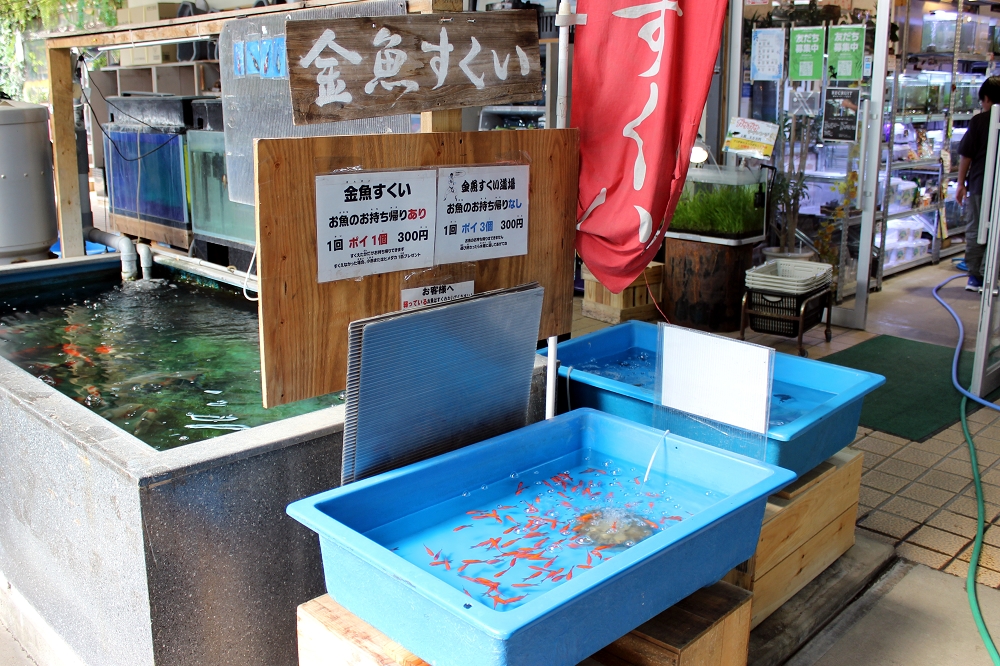 金魚すくいは1回300円（税込み）。金魚を飼えない人向けに、3回300円（税込み）で、持ち帰りのない「金魚すくい道場」も実施されている