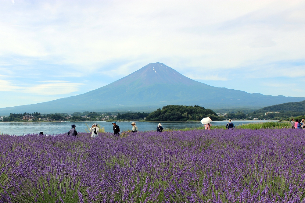 取材時は大石公園の中心的な草花、ラベンダーが満開を迎えていた