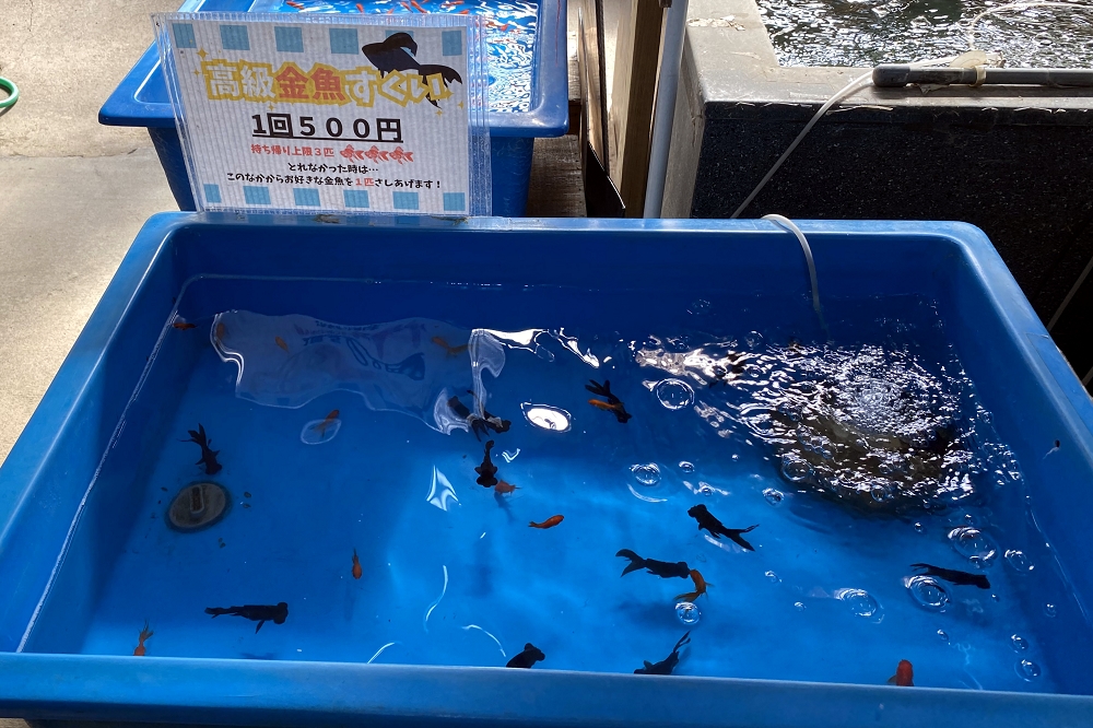 金魚すくいの花形、黒デメキンは「高級金魚すくい」でゲットできる。1回500円（税込み）