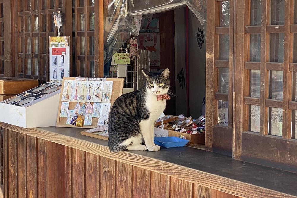 境内に訪れると、社務所でかわいらしいリボンを巻いた猫がお出迎え