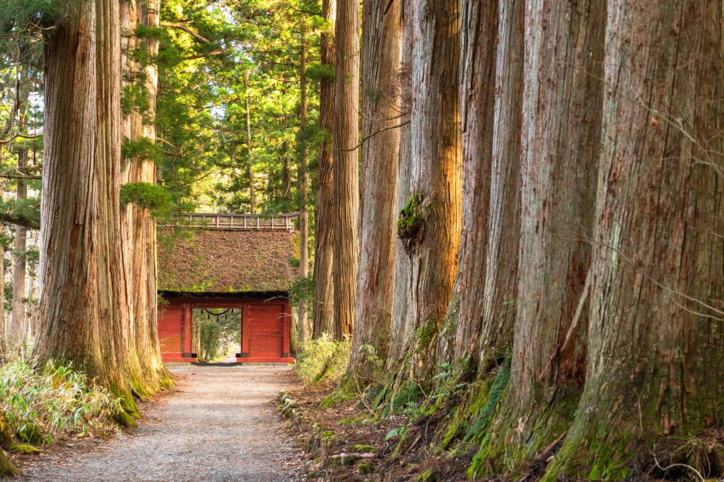 杉並木が美しい、戸隠神社の参道