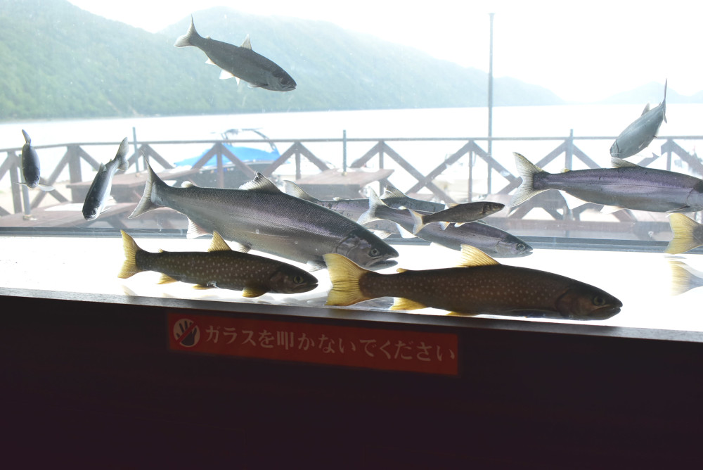店内の水槽には支笏湖に生息する魚たちが泳ぐ