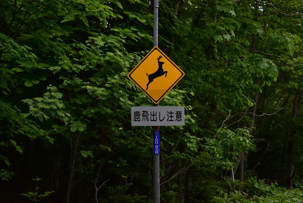 「鹿飛び出し注意」の看板が多い。この日も2頭の鹿が飛び出してきた。その後も道路脇で草を食べる鹿の姿が