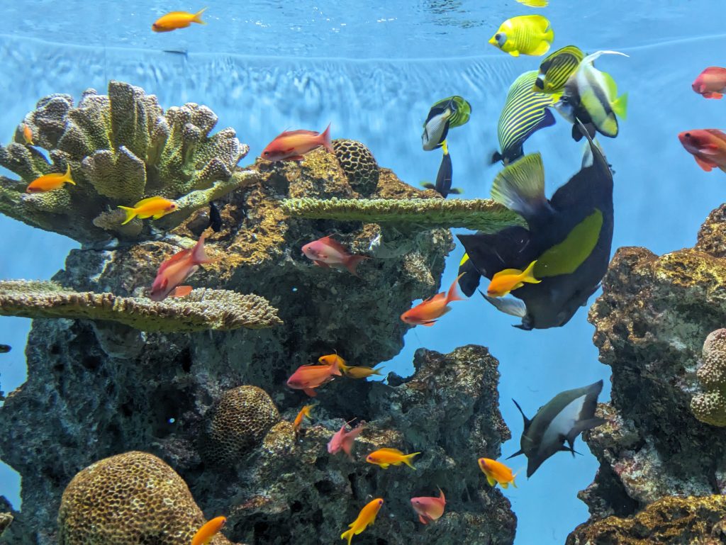 館内はいくつかのエリアに分かれており、「世界の海」コーナーでは太平洋やインド洋、カリブ海といった海ごとの生態系を紹介。日本の海ではなかなか見られないカラフルな熱帯魚も観察できる