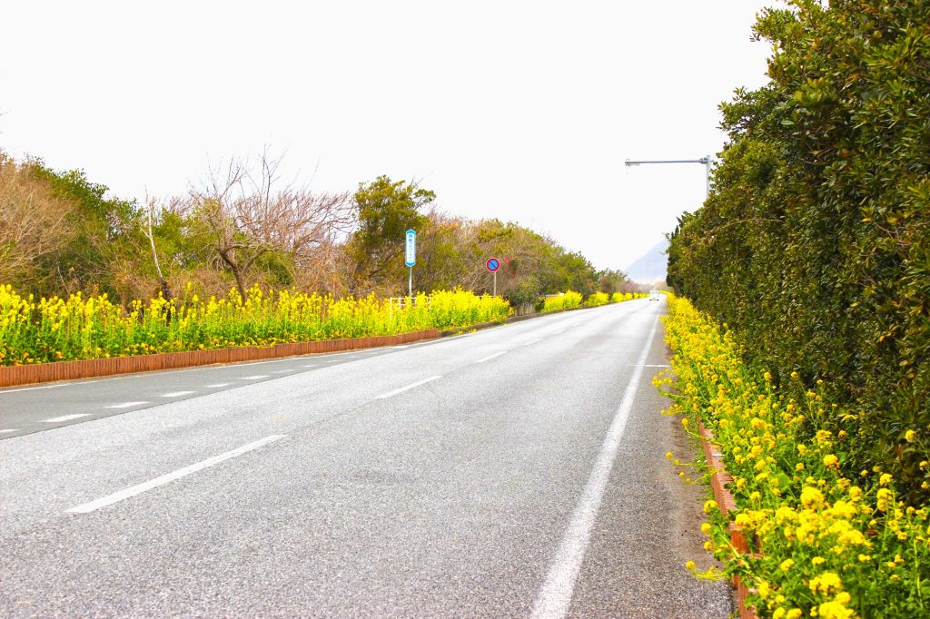 四季折々の花が咲く房総フラワーライン。「日本の道100選」にも選ばれている