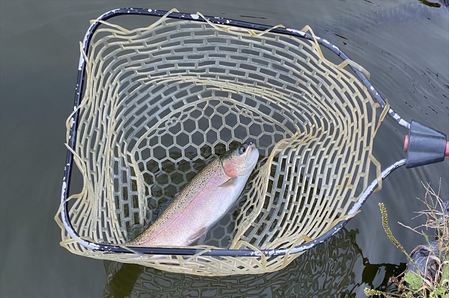  釣れた後はランディングネット（たも網）ですくった状態でルアーを外す。持ち帰らないのなら、魚に触れないのがマナー 
