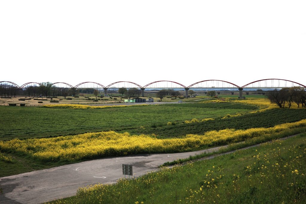 取材日は菜の花が見ごろを迎えており、一面の黄色の景色と見る赤い水管橋はなかなかの絶景