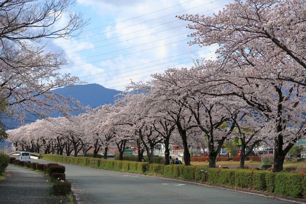 満開の桜が美しい「はだの桜みち」を通って「太平洋クラブ　相模コース」へ