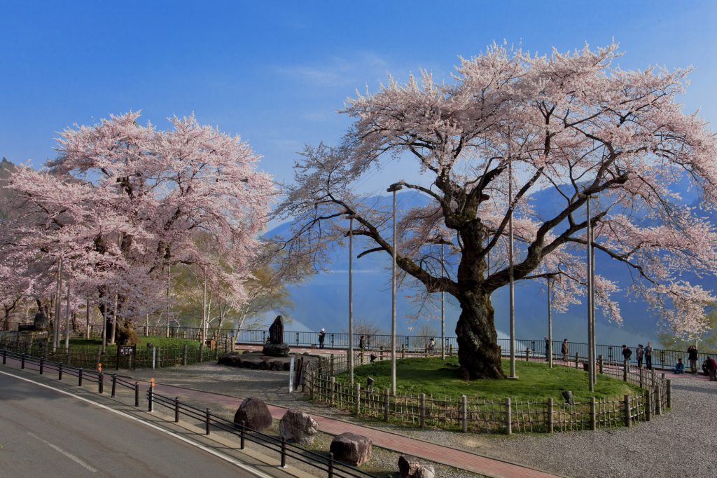 毎年4月下旬から5月頭に満開になる荘川桜。桜の季節にもぜひ訪れたい