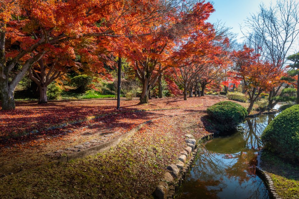 紅葉の絨毯を歩く、偕楽園のもみじ谷