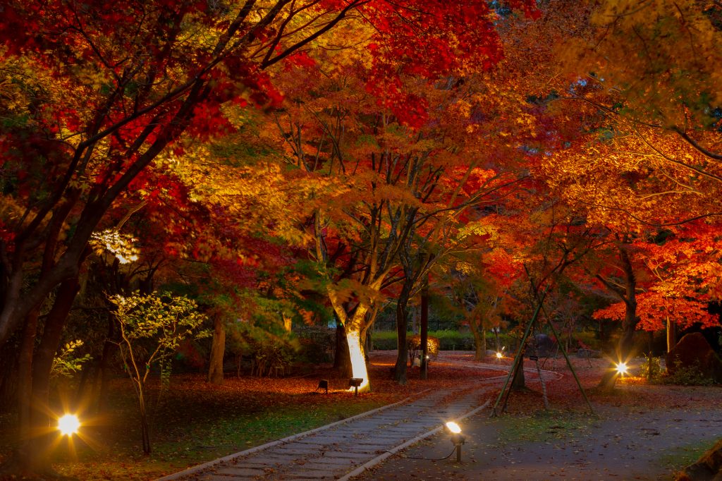 美しく浮かび上がる「偕楽園」の紅葉景色