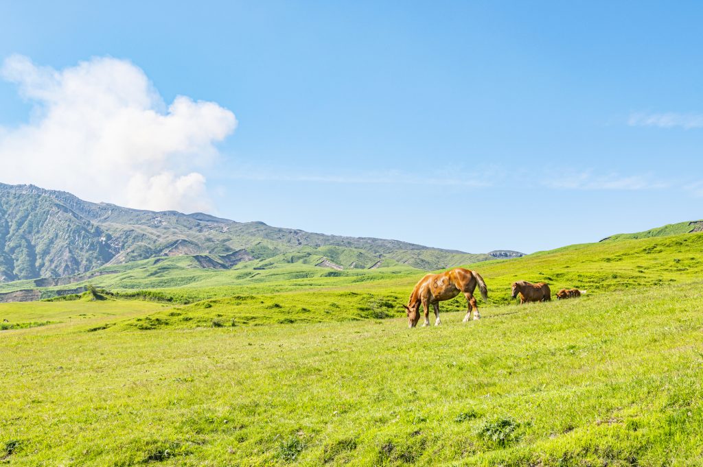 美しい阿蘇の大草原で放牧されている馬たち