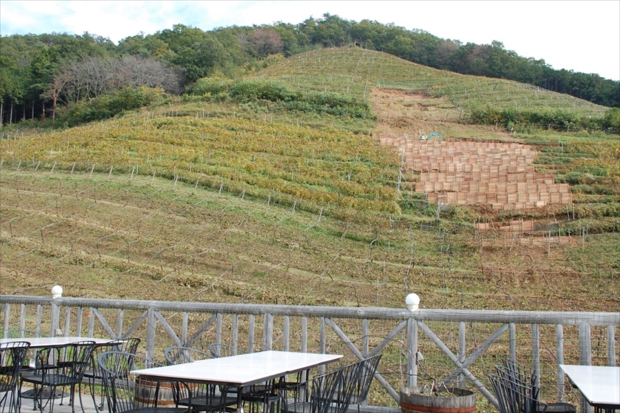 テラス席では、丘陵に広がる葡萄畑を眺めながら食事ができる。整地中の箇所は、台風の被害によるもの 