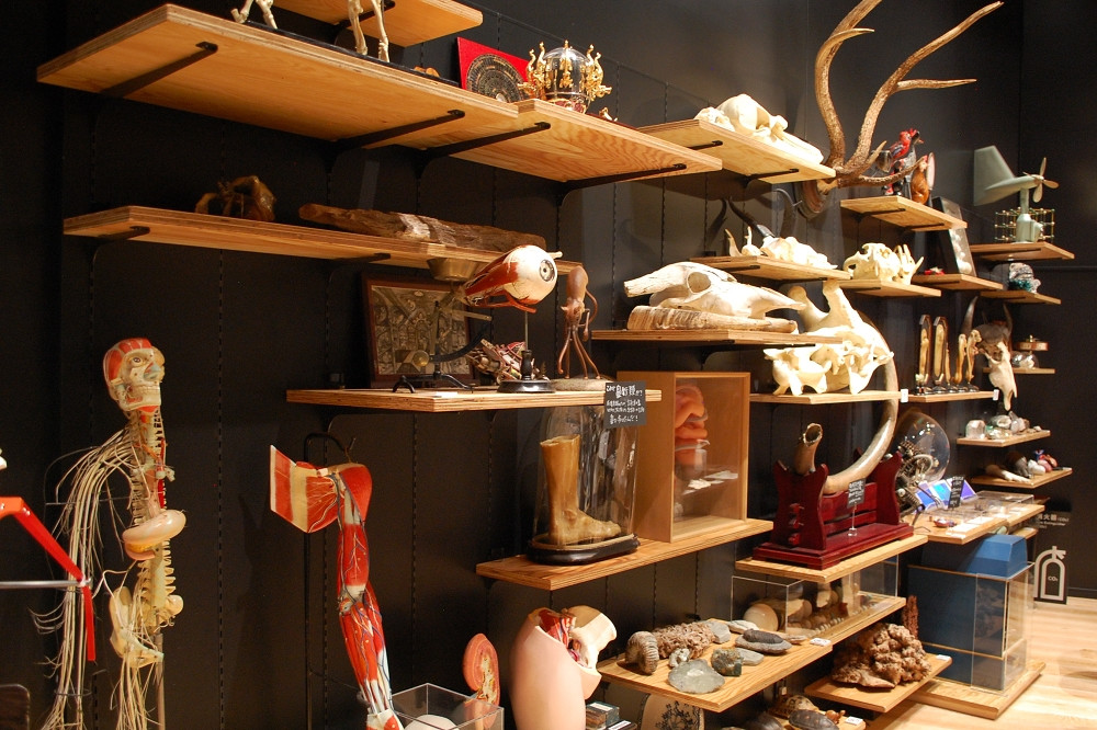  「荒俣ワンダー秘宝館」では、普通の博物館では見かけない珍品、奇品がずらりと並べられている 