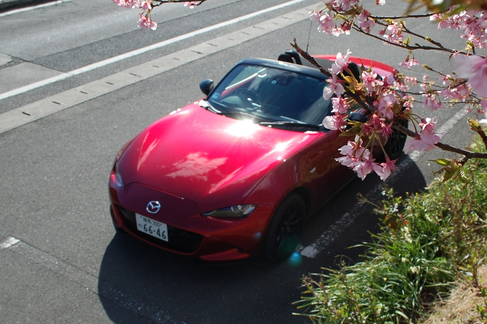  暖かな日差しのもと、河津桜を頭上に眺めながらのんびりとした時間を過ごす。オープンカーならではの贅沢 