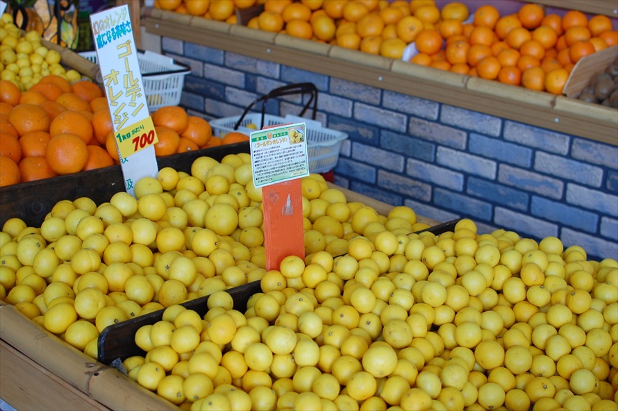 「黄金柑」とも呼ばれるゴールデンオレンジ。小ぶりで、皮は簡単に手でむけるため、いくらでも食べられる 