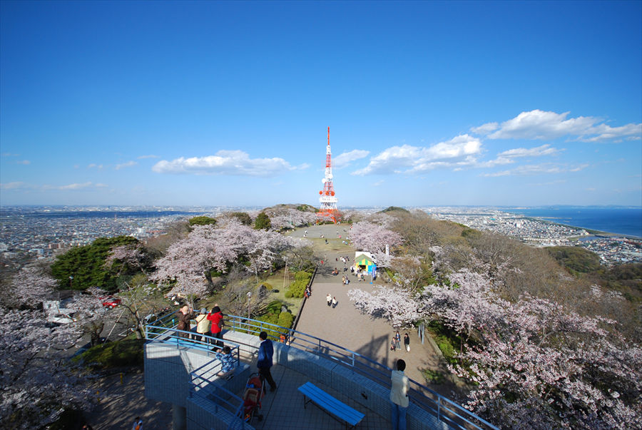  新展望台から望む高麗山公園の桜と平塚の街並み。相模湾や江の島も見渡せる 