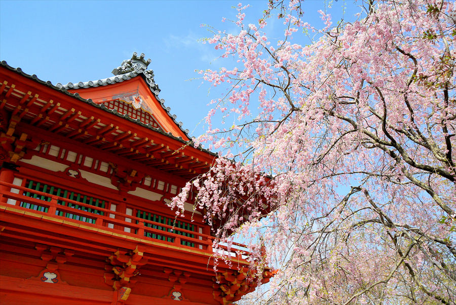  華やかなしだれ桜と園内にある「金上院仁王門」が来園者をお出迎え 