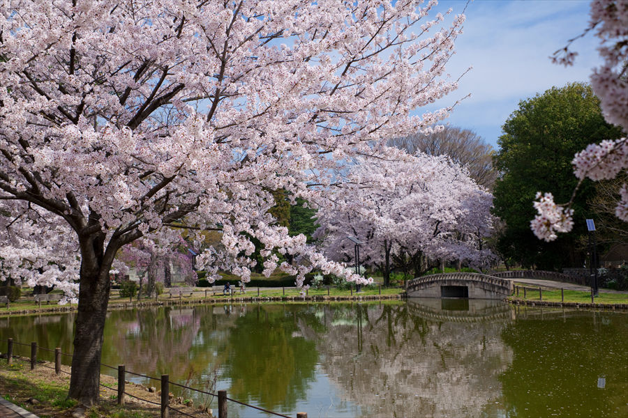  大きな池に映る桜もまた美しい      