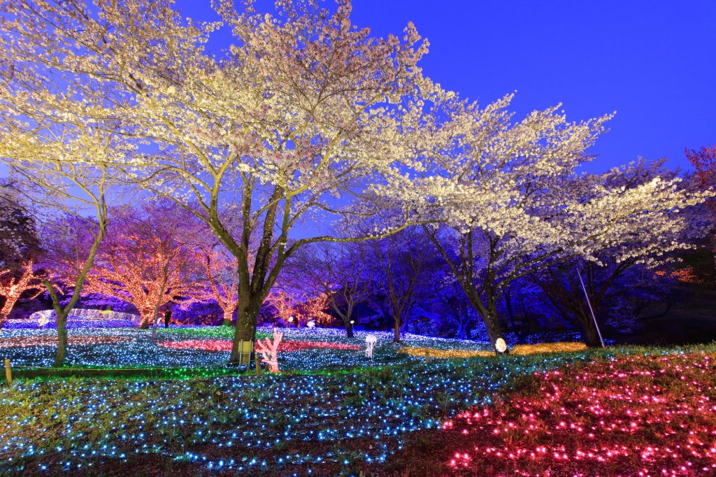 幻想的な夜桜のライトアップ