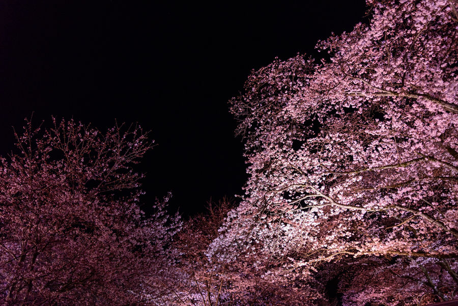  暗闇に浮かび上がる薄桃色の桜が幻想的 