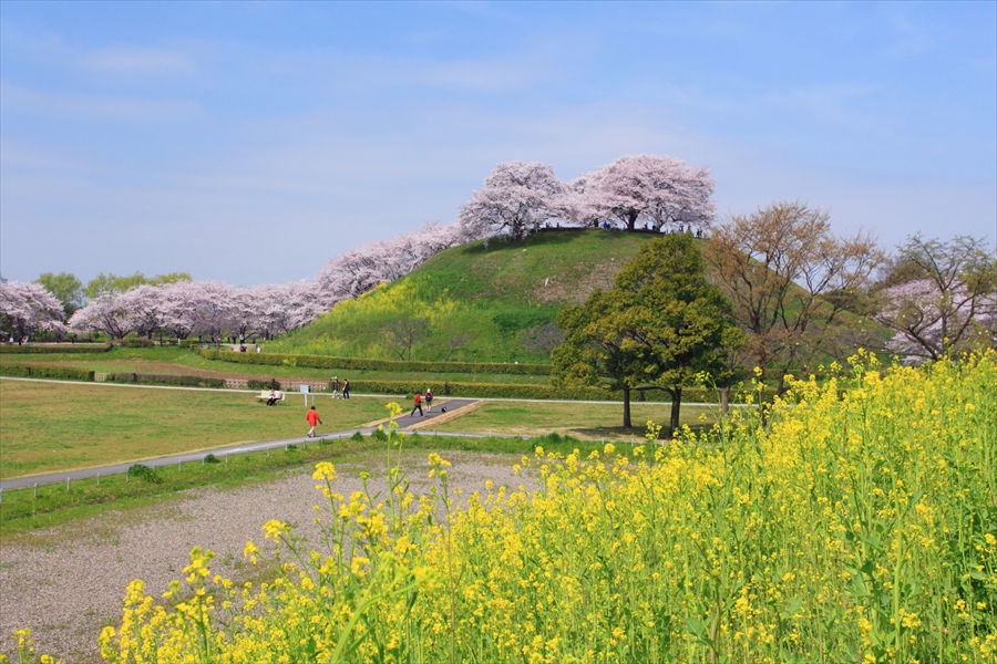  「丸墓山古墳」では、桜の満開時には菜の花も咲き、のどかな春の風景が楽しめる 