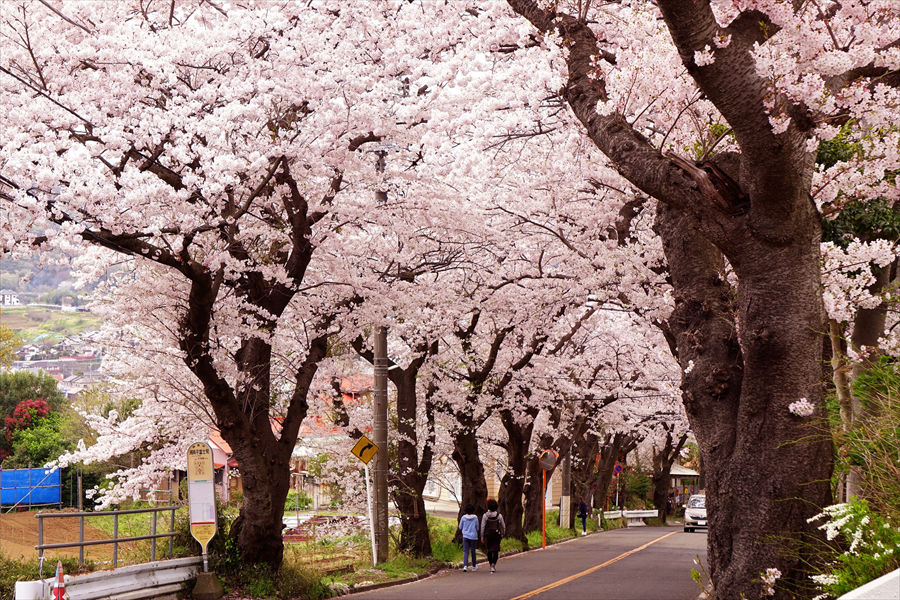  「湘南平」へ向かう坂道。満開時はピンク一色の桜のトンネルに 