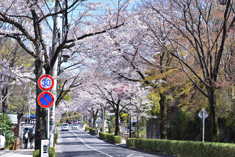  深大寺通りの桜ロードは調布名物。桜の満開時期は渋滞することも      