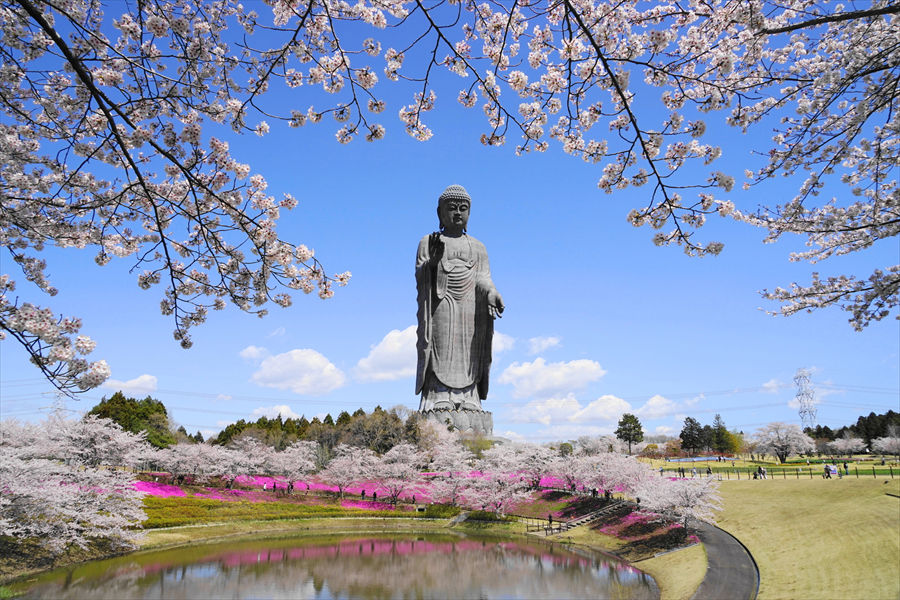  ソメイヨシノと芝桜の上にたたずむ「牛久大仏」 
