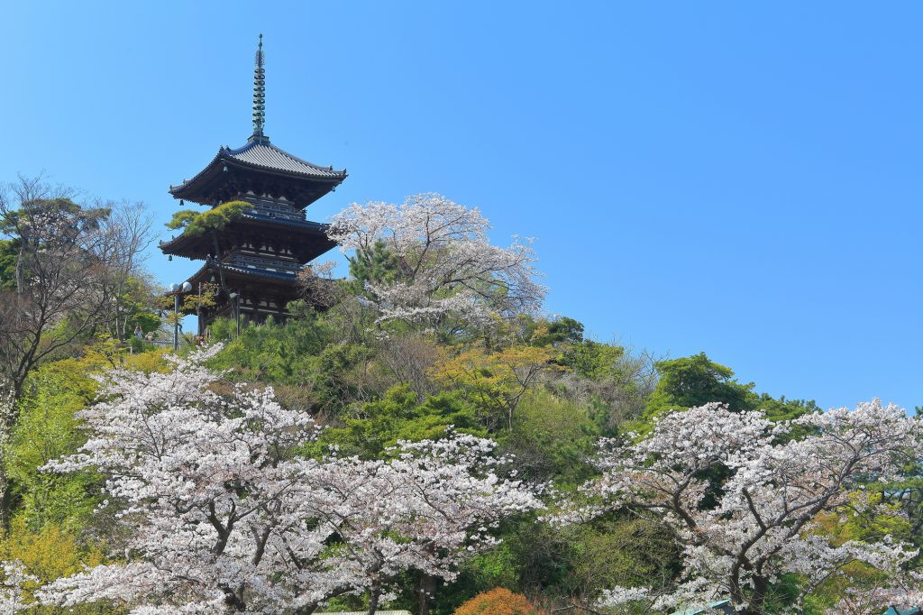 旧燈明寺三重塔（重要文化財）と桜のコラボが美しい