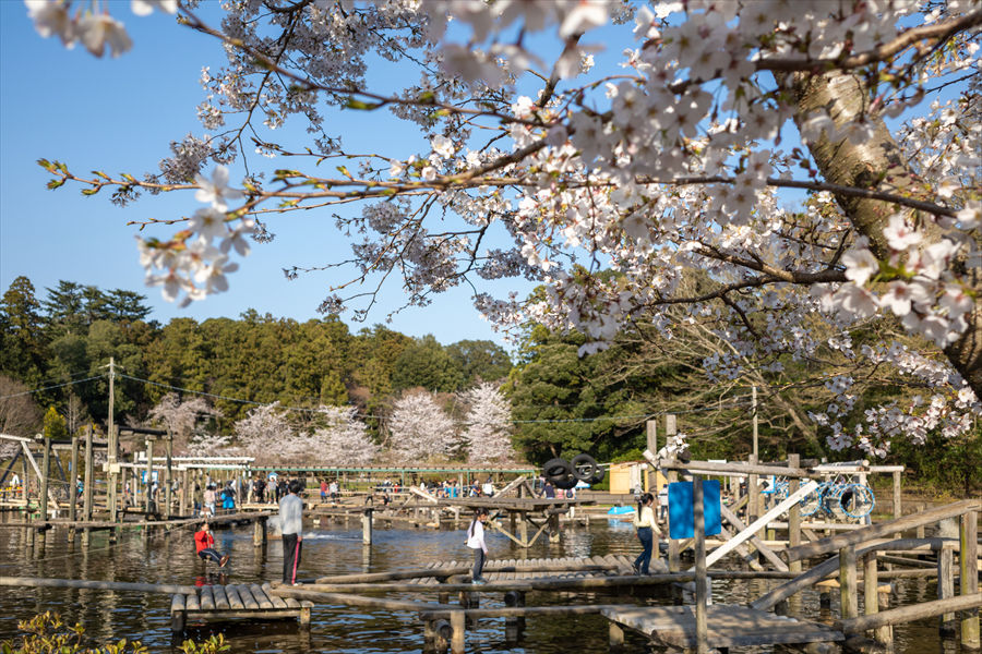   フィールドアスレチック周辺や園内のあちこちで桜を鑑賞できる  