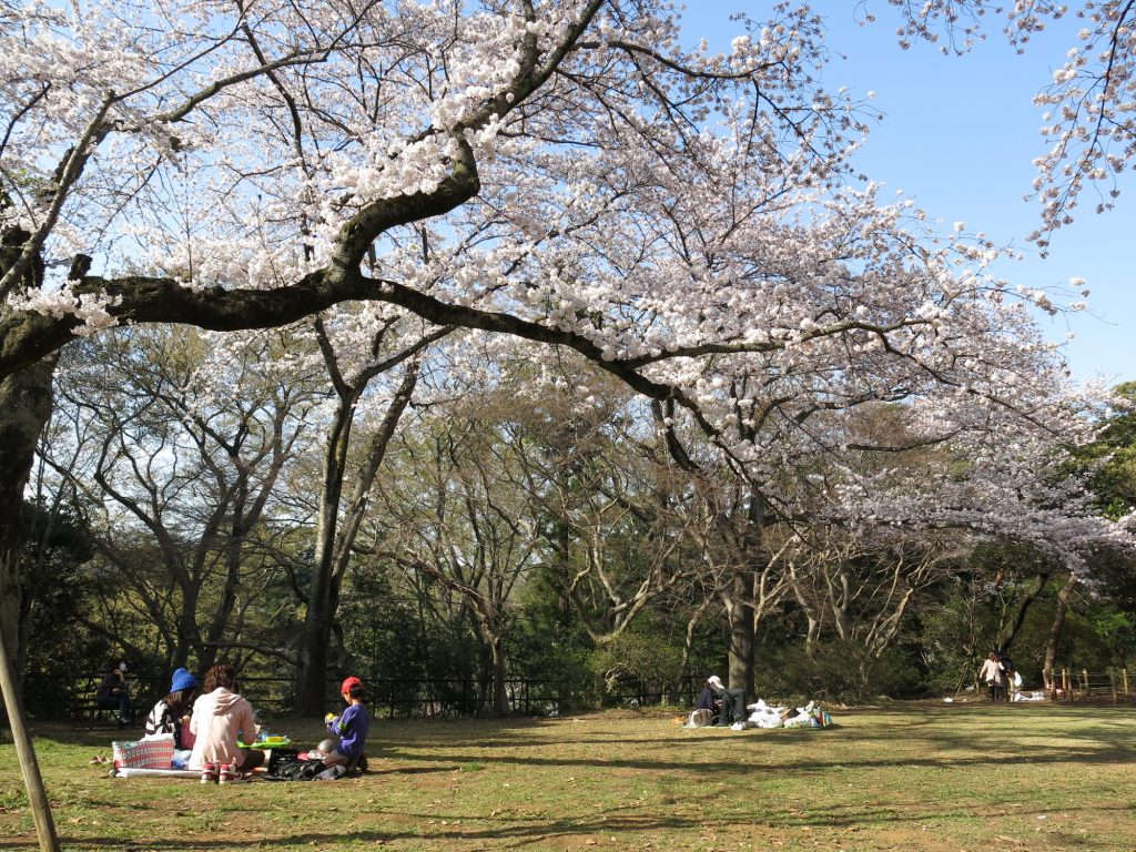 お花見しながらピクニックするなら第1公園広場がおすすめ