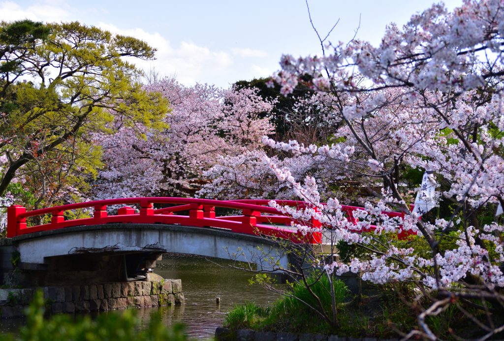 源平池にかかる、赤い太鼓橋が桜に映える