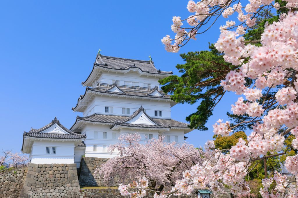 約300本の桜が咲き誇る小田原城