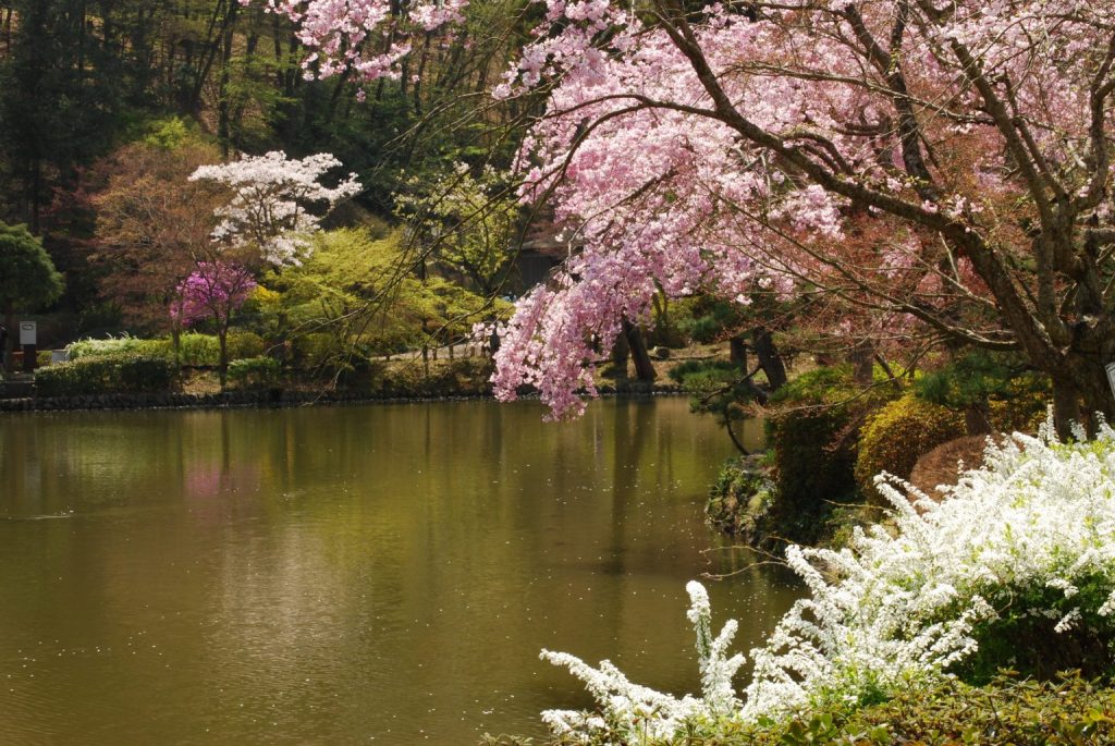 桜咲く里山の景色を眺めながらのんびり過ごしたい