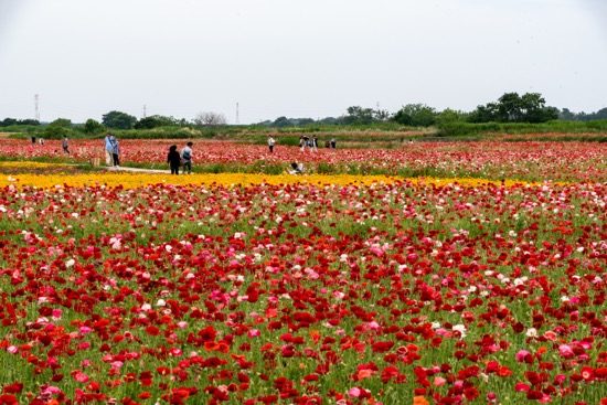この周辺は「ポピー・ハッピースクエア」と呼ばれ、ポピーの見ごろの時期には「花まつり」が開催されている